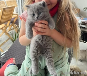 4 Britisch Kurzhaar Kitten suchen liebevolles Zuhause