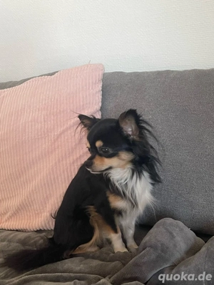 Langhaar Chihuahua Rüde 1 Jahr 