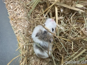 Junge Roborovski Zwerghamster  Bild 2