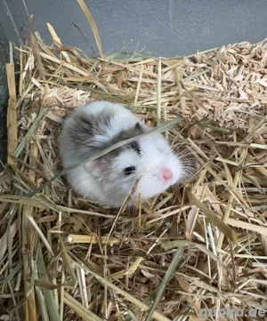 Junge Roborovski Zwerghamster  Bild 3