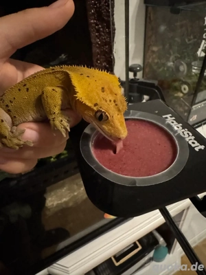Kronengecko  mit viel zubehör    Bild 4