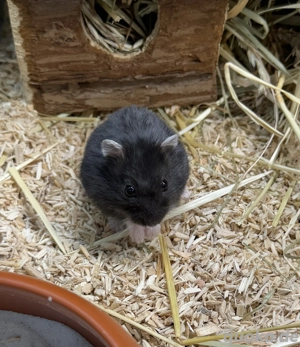 Junge Dschungarische Zwerghamster versch. Farben