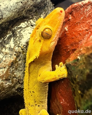 Kronengecko  mit viel zubehör    Bild 5