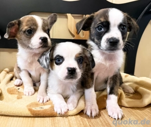 noch 3 Süße Welpen  mini Australian Shepherd x Französische Bulldogge 