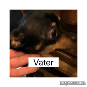 verkaufe süße kleine Welpen