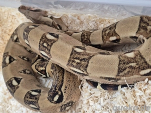 Boa Constrictor imperator Pärchen 