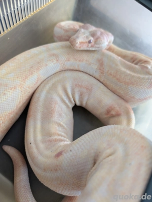 Boa Constrictor Imperator Albino (männlich)