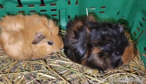 Meerschweinchen (Jung)