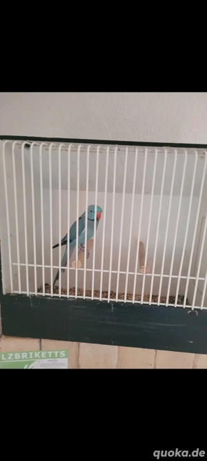 halsbandsittich blau hahn