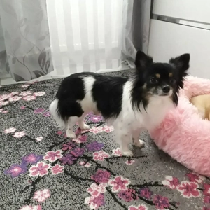 Chichuahua Deckrüde langhaar