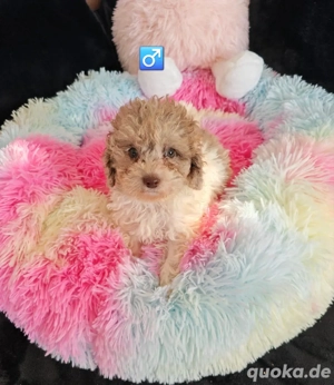 zauberhafte Zwerg x Toy Pudel Welpen 