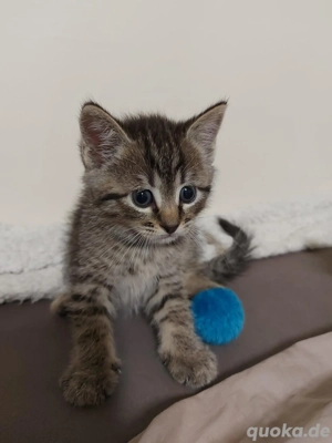 Wunderschöne Kitten suchen neues Zuhause 