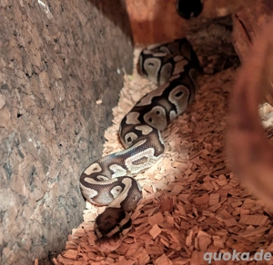 Königspython (Python regius) Weibchen, wildfarben   nur Abholung