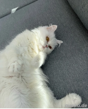 Liebevolle Angora- Van-Katze (2 Jahre) sucht neues Zuhause (nicht kastriert) 