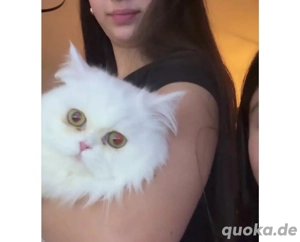 Liebevolle Angora- Van-Katze (2 Jahre) sucht neues Zuhause