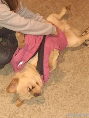 Französische Bulldogge Flaffy