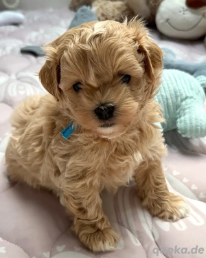 Wunderschöne Maltipoo-Welpen zu verkaufen 