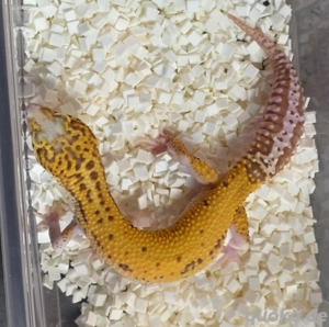 Leopardgecko Männchen -Afghan Radar- von 2025