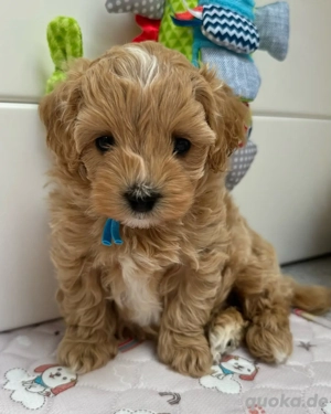 Entzückende Maltipoo-Welpen mit Papier 