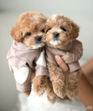 Süße Maltipoo-Welpen zu verkaufen 