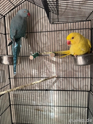 Handzahme Halsbandsittische 