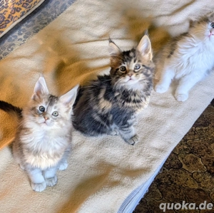 Maine Coon Babys ,reinrassig mit Stammbaum 