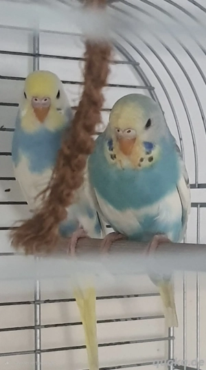 Wellensittiche 4er Gruppe 2,2, Rainbows