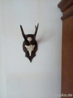 Geweih zu verkaufen  Bild 2