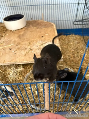 2 Degu Jungs Bild 3