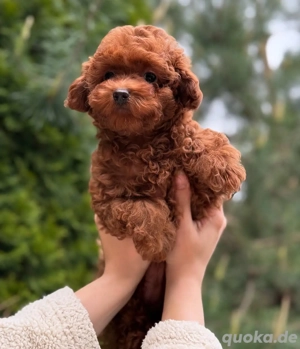 Superniedliche Zwergpudelwelpen