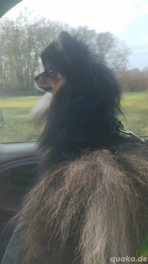 Mini Pomerania Rüde mit Ahnentafel