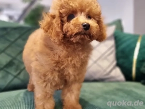 Toy-Pudel,Pudel welpen