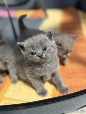BKH Katzenbabys