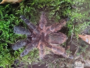 vogelspinne-Psalmopoeus victori