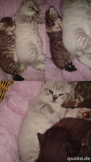 Unsere Weihnachtsbärchen suchen ein liebevolles Zuhause BKH-Kitten zum Kuscheln