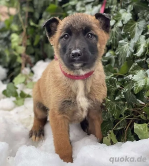 BERNARD - Malinois-Bub sucht seine Menschen (wartet in Rumänien) 