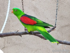  1,0 Rotflügelsittich