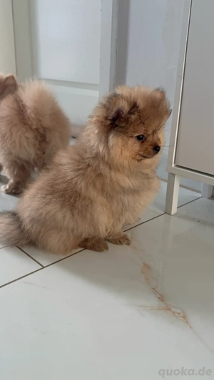 pomeranian welpen