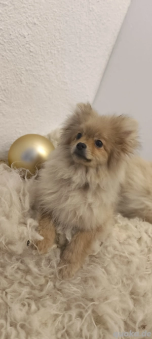 Reinrassige Zwergspitz Pomeranian Welpen - abgabebereit 