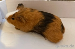 Meerschweinchen Männchen