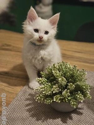 2 xxl Mainecoon kater suchen neue Familien 