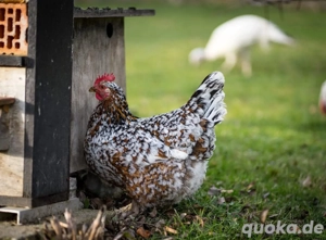 Bruteier, Schwedische Blumenhühner, Eier, Küken, Blumenhuhn