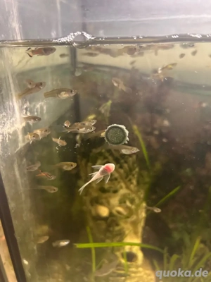 Endler Guppys 1Euro