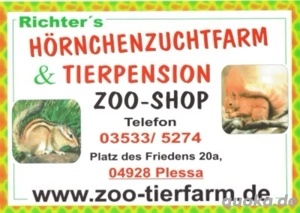 Baumstreifenhörnchenkinder abzugeben!