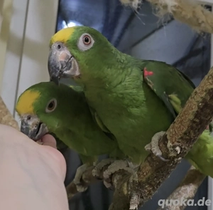 Junges blutsfremdes Surinam-Amazonen-Paar