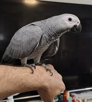 Von Hand aufgezogene Graupapageien