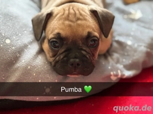 Unser letzter Frenchie-Junge sucht sein Für-immer-Zuhause   