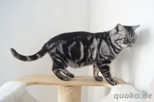 American Shorthair Kater