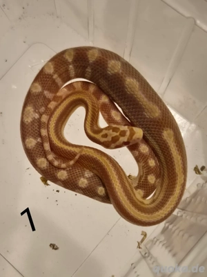 Kornnatter Jungtiere    verschiedene Farbe 