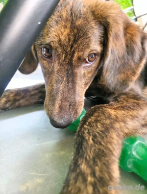 Unser Herzenshund Heinrich sucht nach seiner Familie fürs Leben